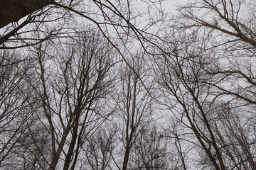 Fototapeta na wymiar deciduous trees in winter during snowfall