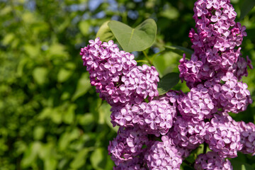 lilac flowers in sunny spring weather