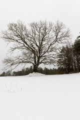 an old oak tree in winter during a snowfall, falling snow