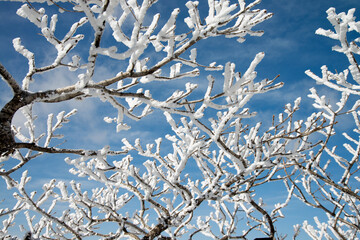 frozen twigs with snow on the snow-covered mountain
