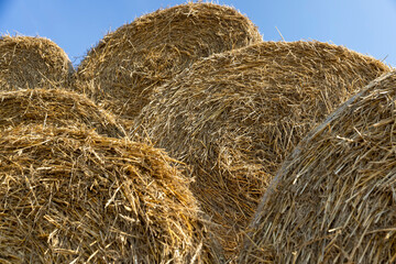 wheat straw collected in stacks after grain harvest