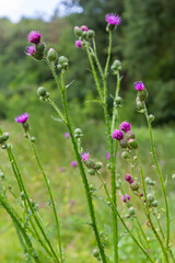 Flowering creeping thistle Cirsium arvense, also Canada thistle or field thistle. The creeping thistle is considered a noxious weed in many countries