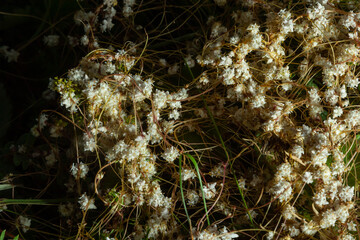 Flora of Gran Canaria - thread-like tangled stems of Cuscuta approximata aka dodder parasitic plant...