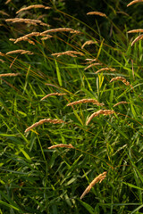 Beautiful soft focused grasses and seidges on beautiful sunny day. Spikelet flowers wild meadow plants. Sweet vernal grass Anthoxanthum odoratum and common bent Agrostis capillaris in a hay meadow