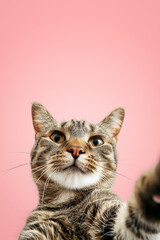 Happy cat on a uniform background with a raised paw. Copy space.