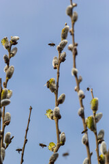 Willow Salix caprea branch with coats, fluffy willow flowers. Easter. Palm Sunday. Goat Willow Salix caprea in park, Willow Salix caprea branches with buds blossoming