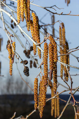 Small branch of black alder Alnus glutinosa with male catkins and female red flowers. Blooming alder in spring beautiful natural background with clear earrings and blurred background