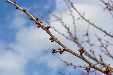 budding buds on a tree branch in early spring macro. Early spring, a twig on a blurred background. The first spring greens