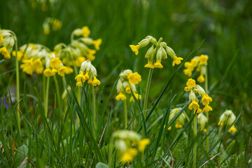 Yellow Primula veris cowslip, common cowslip, cowslip primrose on soft green background.Selective focus