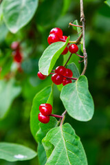 Festive Holiday Honeysuckle Branch with Red Berries Lonicera xylosteum