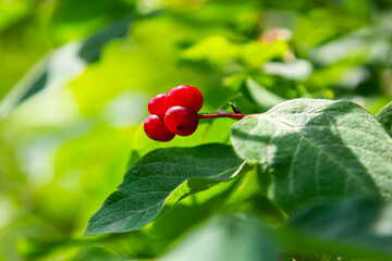 Obraz na płótnie Canvas Festive Holiday Honeysuckle Branch with Red Berries Lonicera xylosteum