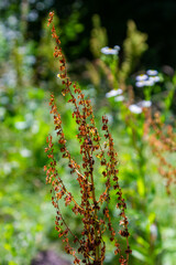 Part of a sorrel bush Rumex confertus growing in the wild with dry seeds on the stem