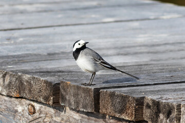 On the wooden footbridge, a small bird is a wagtail, a genus of songbirds. 