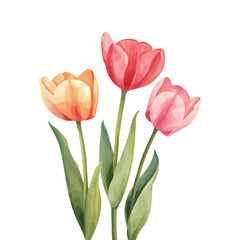 beautiful spring bouquet of tulips flower on white background 