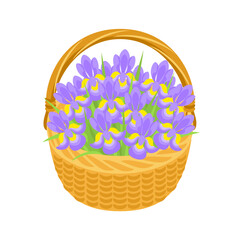 Purple irises in basket. Beautiful spring flowers bouquet. Vector cartoon flat illustration. 