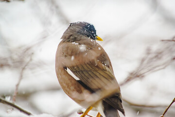 Myna sits on a tree in the snow