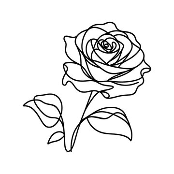 vector linear image of a rose on a white background