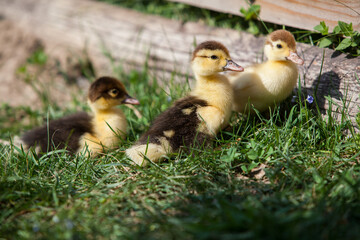 Ducklings of Muscovy Duck in spring garden