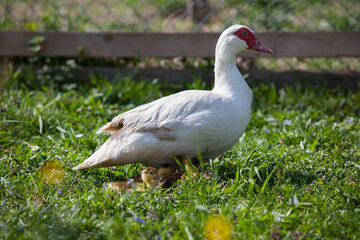 Muscovy duck female with litlle ducklings in permaculure garden