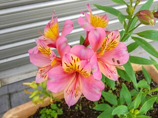 Closed up of pink alstroemeria flower in the flowerpot. Pretty colorful peruvian lily flowers is the ornamental houseplant.
