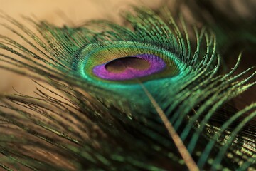 Defocused peacock feather closeup. Feather background.