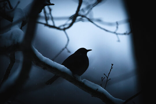 Black bird perched on snowy tree branch at night