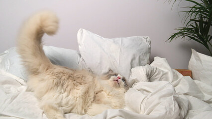 Fototapeta na wymiar A cat on white bed linen.