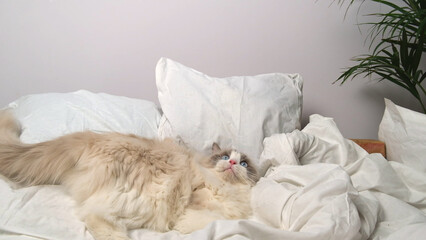 Fototapeta na wymiar A cat on white bed linen.