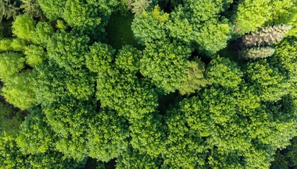 Aerial view down onto vibrant green forest canopy with leafy foliage