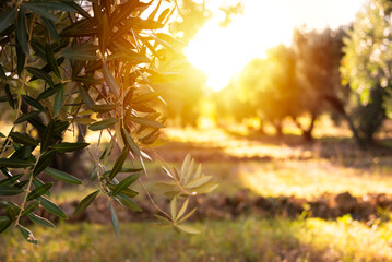 Olive tree branches on sunset