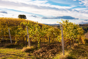 Colorful sunny vineyard in autumn with yellow leaves
