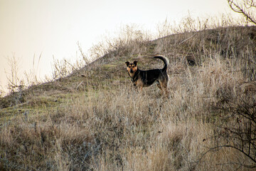 A dog stands among dry grass