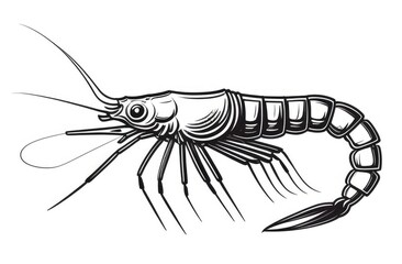 detailed line art drawing of a shrimp isolated on white background., engraving illustration.