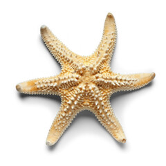 a tropical starfish, on transparency background PNG