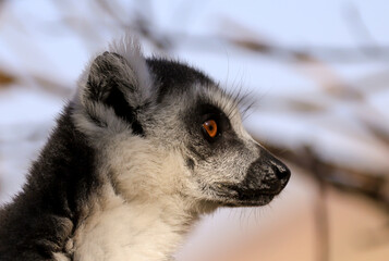 portrait image of a madagascar lemur