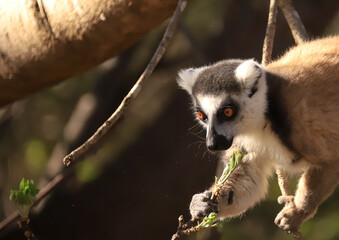 portrait image of a madagascar lemur