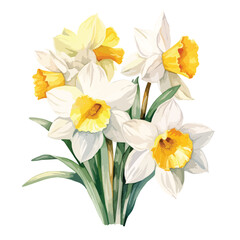Fototapeta na wymiar Narcissus watercolor illustration of daffodils 