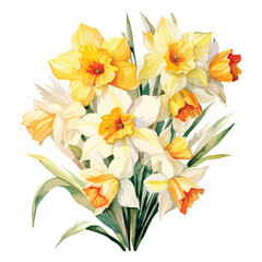 Narcissus watercolor illustration of daffodils 