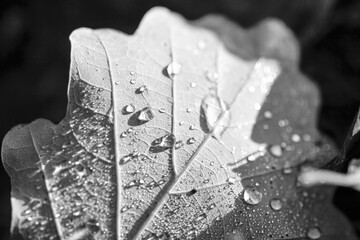 black and white picture of an oak leaf with raindrops