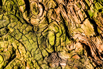 weathered, cracked and twisted green bark of an old root