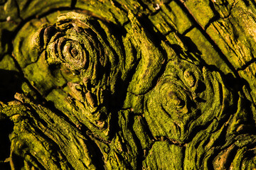 weathered, cracked, twisted, wrinckled green wood of a root