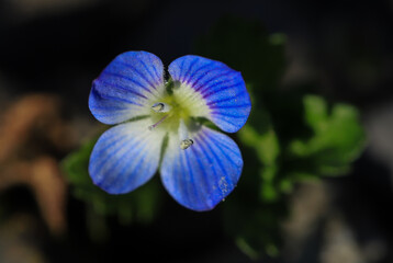 small, blue firstbloomer flower on dark background