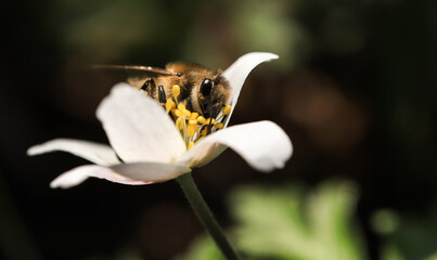 a honey bee collet pollen from a white flower