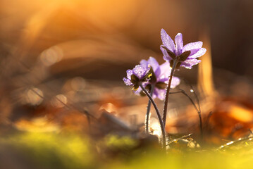 Wiosenne kwiaty. Przylaszczka pospolita w lesie. 