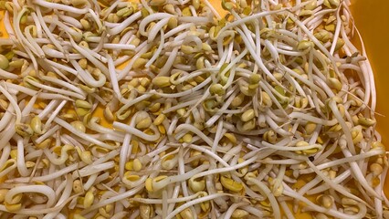 bean sprouts on closeup view
