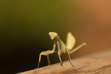 a praying mantis on a wooden railing