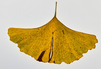 herbstlich gelb gefärbtes ginkgoblatt