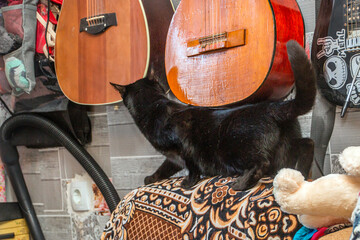 Black cat sniffs guitars