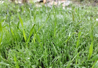 dew on the lawn