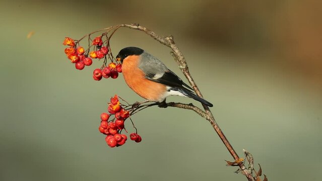 Male Eurasian bullfinch eating berries in an oak forest on a cold winter day
